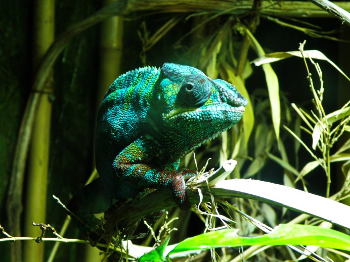 Зеленые животные