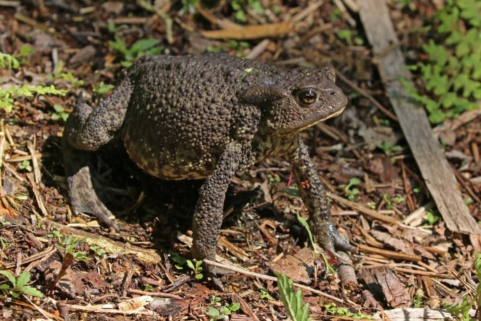 Земляная жаба