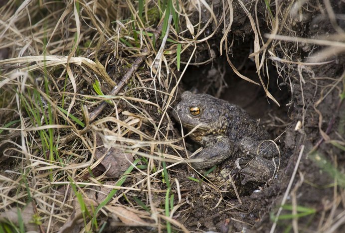 Камышовая жаба Epidalea (Bufo) calamita