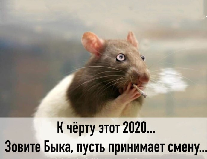 Смешные крысы