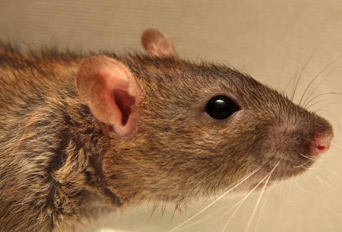 Rat профиль