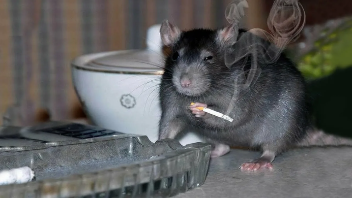 Усатая ночница Myotis mystacinus