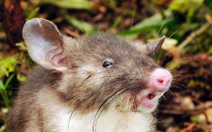 Hyorhinomys stuempkei