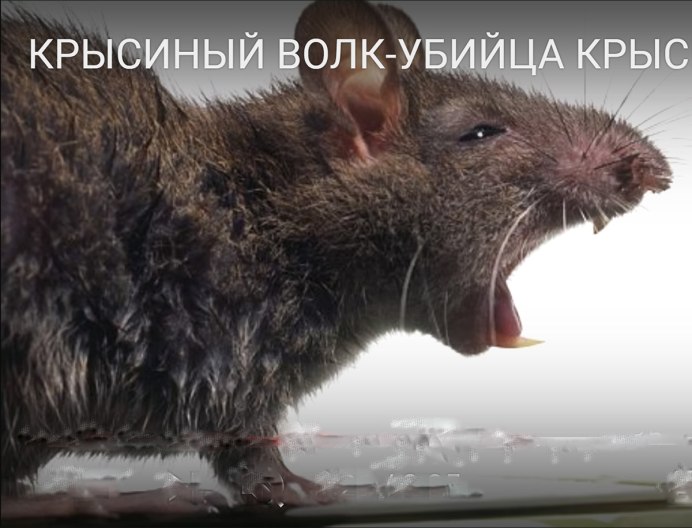 Смешные крысы