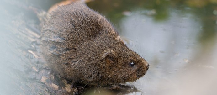 Arvicola amphibius