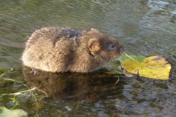 Водяная полёвка водяная крыса
