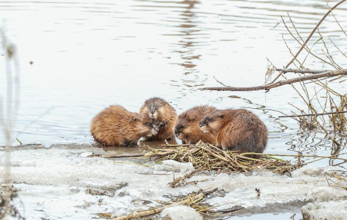 Водяная полёвка водяная крыса