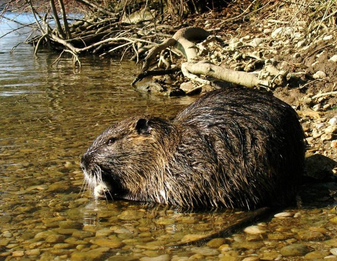 Водяная полевка или европейская водяная крыса