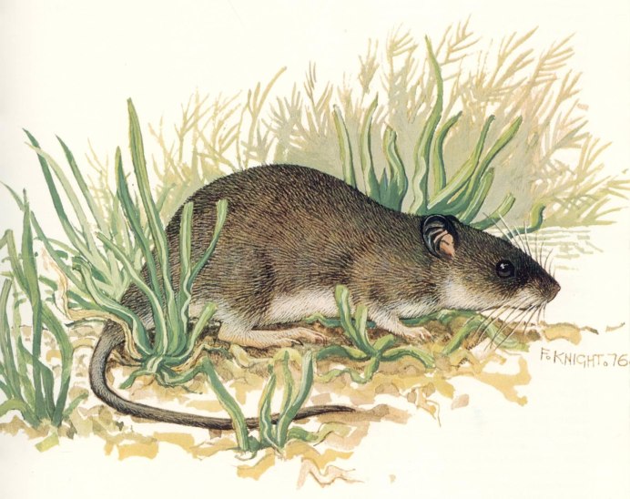 Водяная полевка Arvicola terrestris