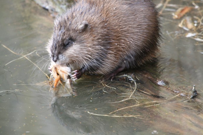 Mole Damage versus vole Damage