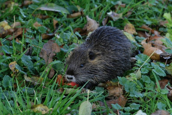 Myocastor coypus нутрия