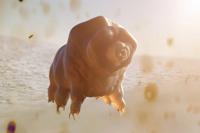 Тихоходка (Tardigrada)