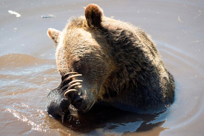 Водяной медведь