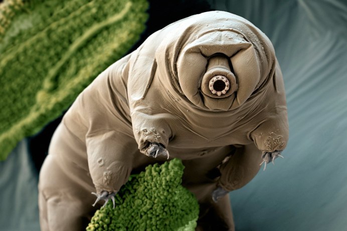 Тихоходка (Tardigrada)