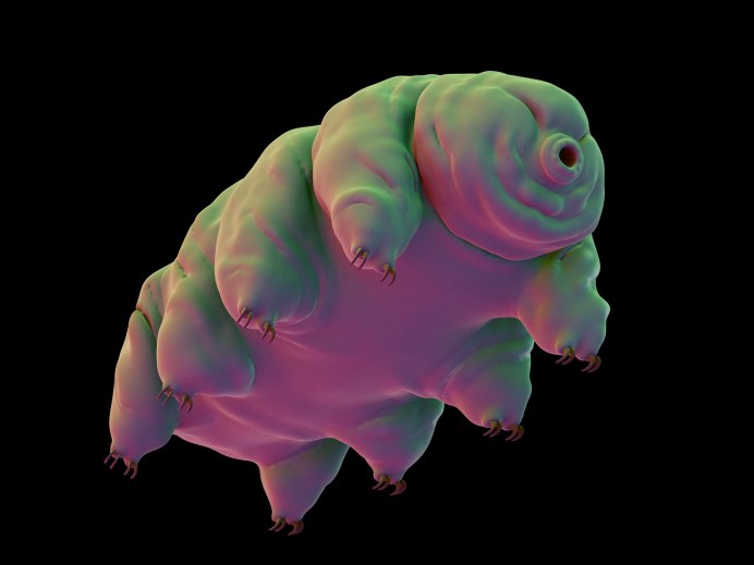 Тихоходка (Tardigrada)