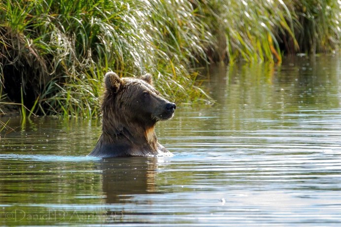 Уральский медведь вода