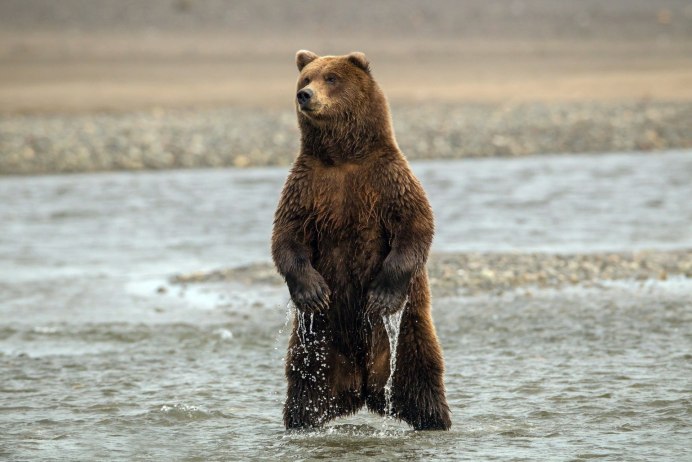 Бурый медведь в воде