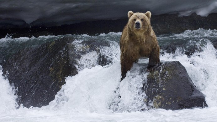 Водный медведь