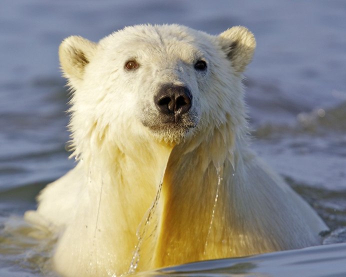 Водяной медведь