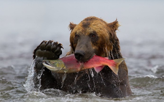 Белый медведь в воде