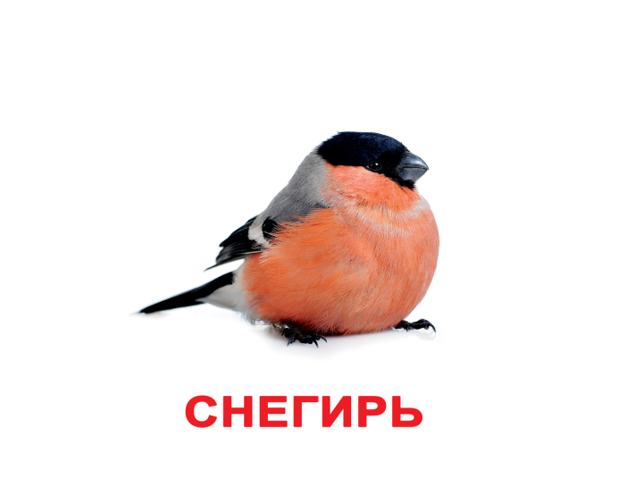 Канадская красногрудые птицы