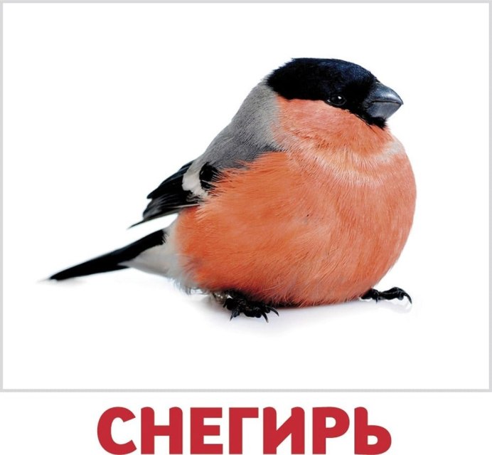 Снегирь на белом фоне