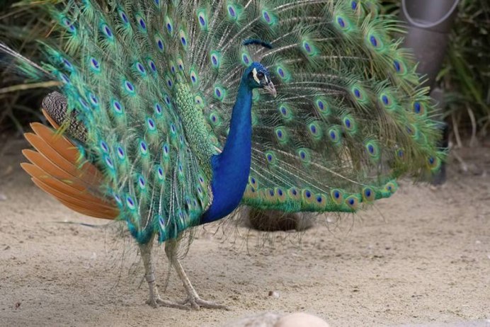 Фара Peafowl