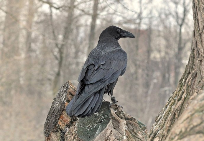 Синяя ворона