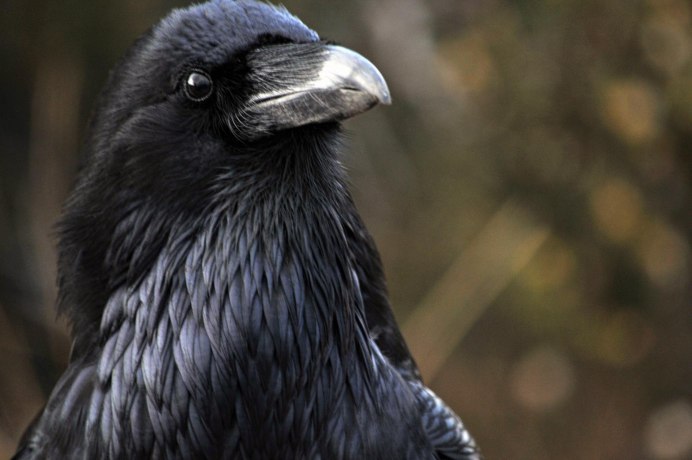 Черный ворон Corvus Corax