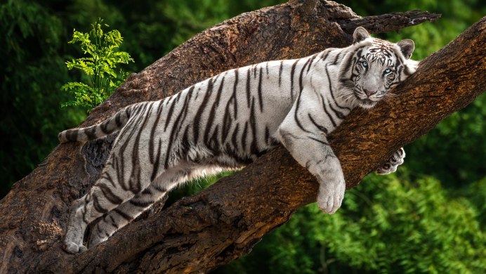Бенгальский тигр кошачьи