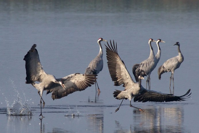 Водно-болотные угодья Амурской области