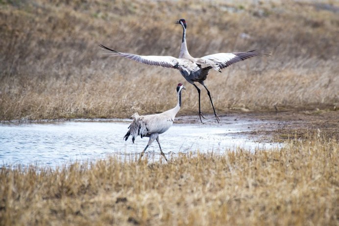 Национальный парк Водлозерский серый журавль