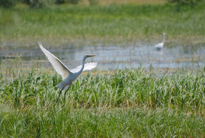Casmerodius Albus