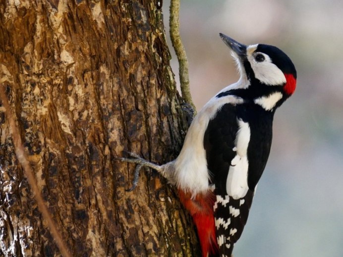 Picus viridis (зеленый дятел)