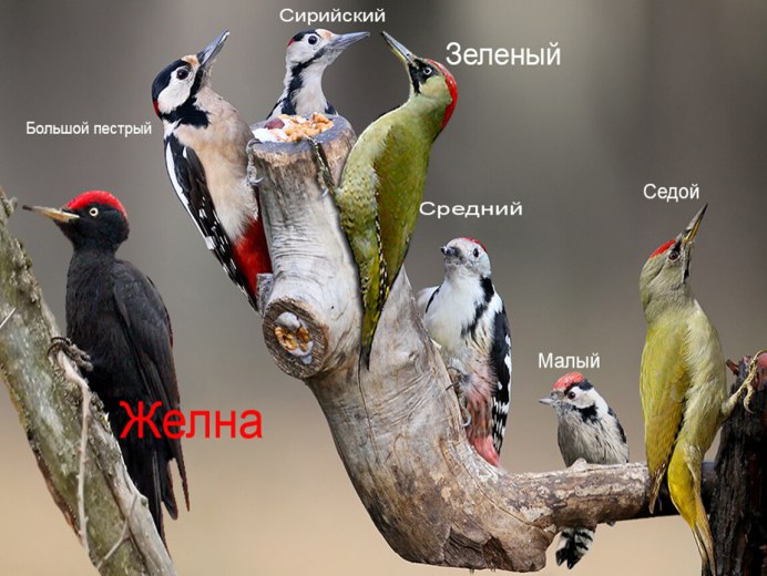 Краснобрюхий дятел