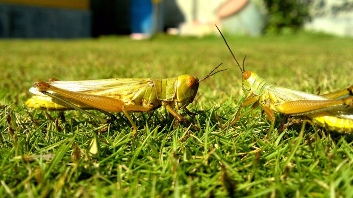 Leaf Bug all Sides
