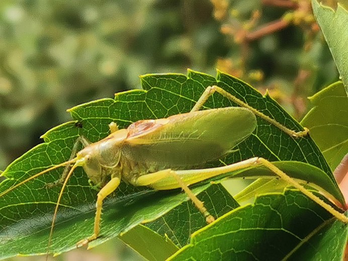 Кузнечиковые Tettigoniidae