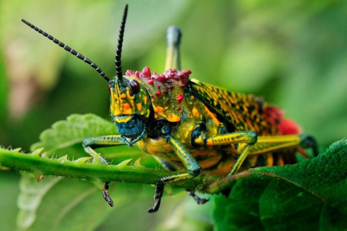 Кузнечик Tettigonia viridissima