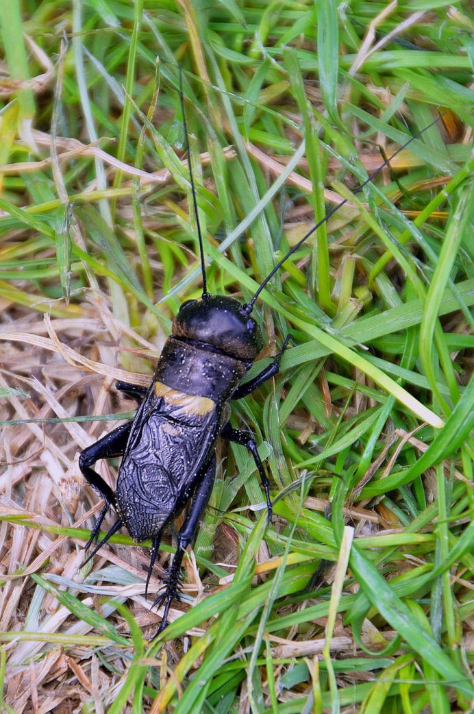 Рыбалка Жук TT.Cicada