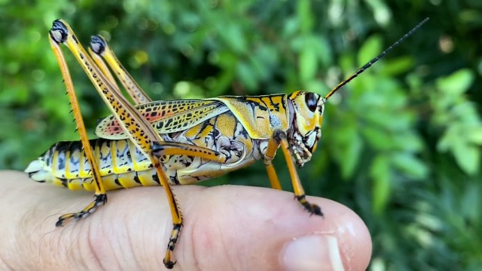 Crickets Chirping