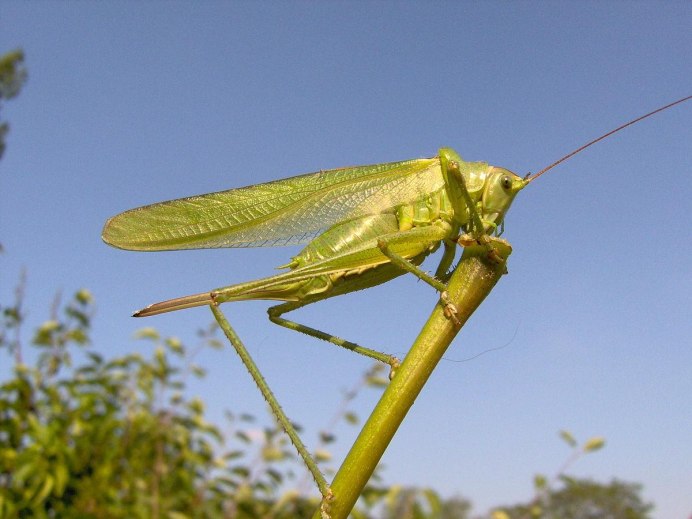 Platylomia kohimaensis
