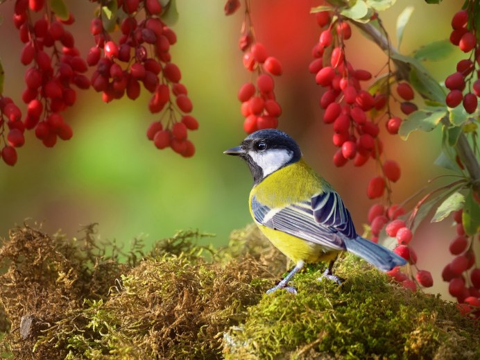 Природа птицы
