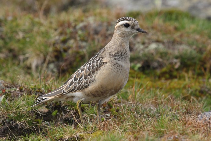 Хрустан – Eudromias morinellus