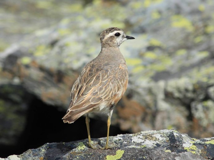 Хрустан Charadrius morinellus