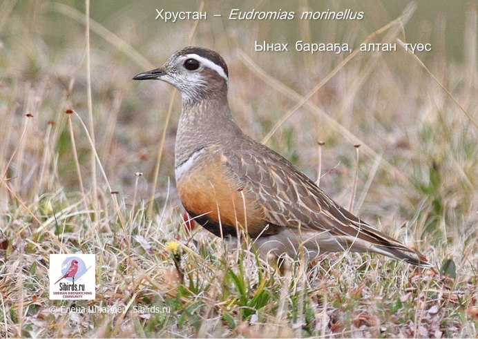 Хрустан – Eudromias morinellus