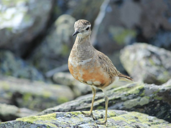 Eudromias morinellus