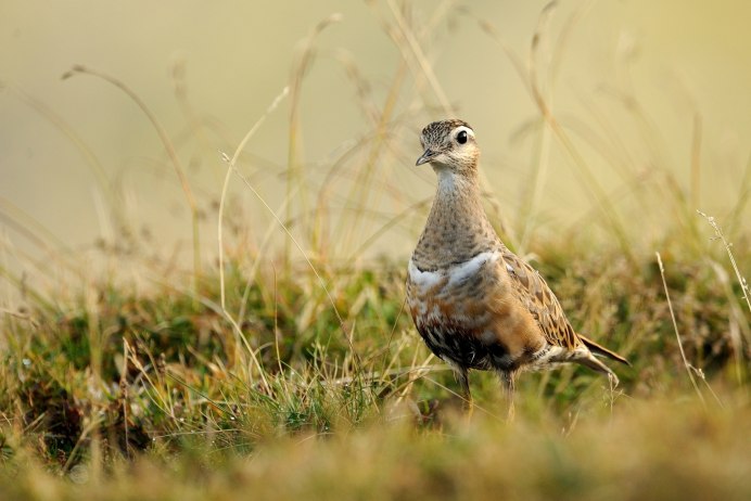 Хрустан Charadrius morinellus