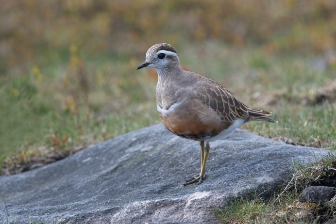Хрустан – Eudromias morinellus