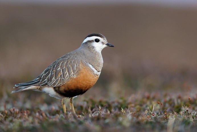 Хрустан – Eudromias morinellus