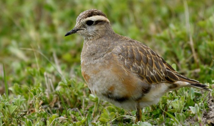 Calidris Alba